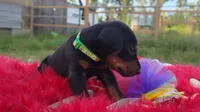 Ironman , a male Doberman Pinscher for sale in Beaumont, TX – 3 of 8