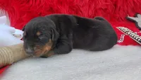 AKC Champion Bloodline - Puppy Storm, a male Doberman Pinscher for sale in Beaumont, TX – 4 of 5