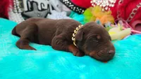 Luciano , a male Doberman Pinscher for sale in Beaumont, TX – 8 of 10