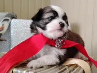 Havashu pup - Lill Mikey, a male Havanese and Shih Tzu for sale in Houston, TX – 8 of 9