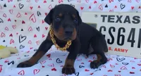 AKC Champion Bloodline - Alexander, a male Doberman Pinscher for sale in Beaumont, TX – 1 of 8