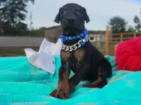 Dustin, a male Doberman Pinscher for sale in Beaumont, TX – 2 of 7