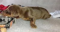 AKC Champion Bloodline - Lady Love , a female Doberman Pinscher for sale in Beaumont, TX – 2 of 8