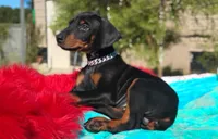 Murdock , a male Doberman Pinscher for sale in Beaumont, TX – 5 of 8