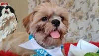 Full AKC Mighty Papa Bear, a male Shih Tzu for sale in Houston, TX – 9 of 10