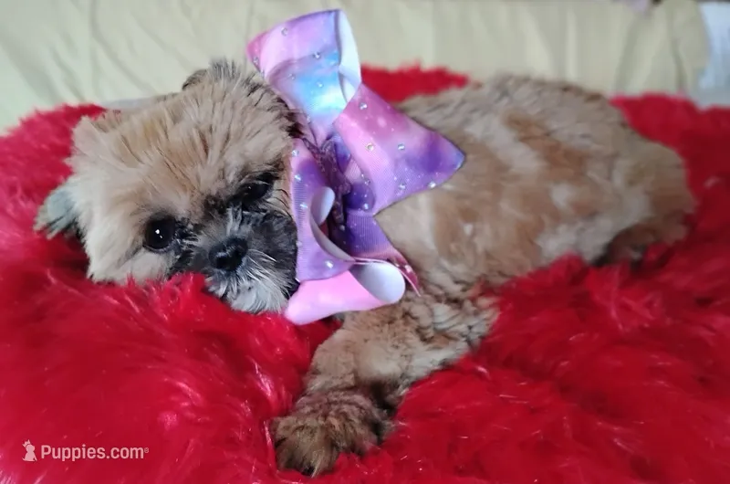 Akc full rights Little BEAR – Shih Tzu puppy for sale in Houston, TX