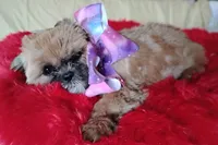 Akc full rights Little BEAR, a female Shih Tzu for sale in Houston, TX – 1 of 10