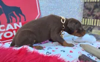 AKC Champion Bloodline - Ginger , a female Doberman Pinscher for sale in Beaumont, TX – 9 of 10