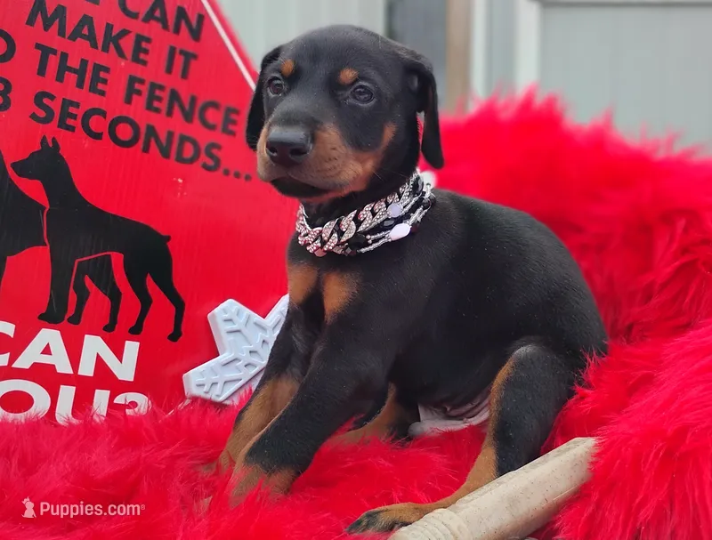 Puppy Noha – Doberman Pinscher puppy for sale in Beaumont, TX