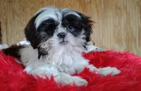 Akc full rights Pumpkin, a female Shih Tzu for sale in Houston, TX – 7 of 9