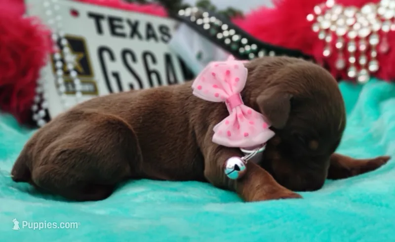 Sofia  – Doberman Pinscher puppy for sale in Beaumont, TX