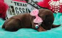 Sofia , a female Doberman Pinscher for sale in Beaumont, TX – 1 of 8