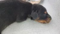 AKC Champion Bloodline -Puppy Miracle , a male Doberman Pinscher for sale in Beaumont, TX – 4 of 4