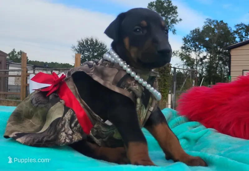 Sophia  – Doberman Pinscher puppy for sale in Beaumont, TX