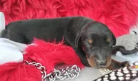 AKC Champion Bloodline - Puppy Oliver , a male Doberman Pinscher for sale in Beaumont, TX – 4 of 8