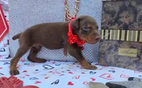 AKC Champion Bloodline -  Ruby Red, a female Doberman Pinscher for sale in Beaumont, TX – 3 of 9