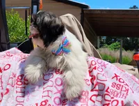 Akc full rights Pumpkin, a female Shih Tzu for sale in Houston, TX – 3 of 9