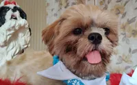 Full AKC Mighty Papa Bear, a male Shih Tzu for sale in Houston, TX – 5 of 10