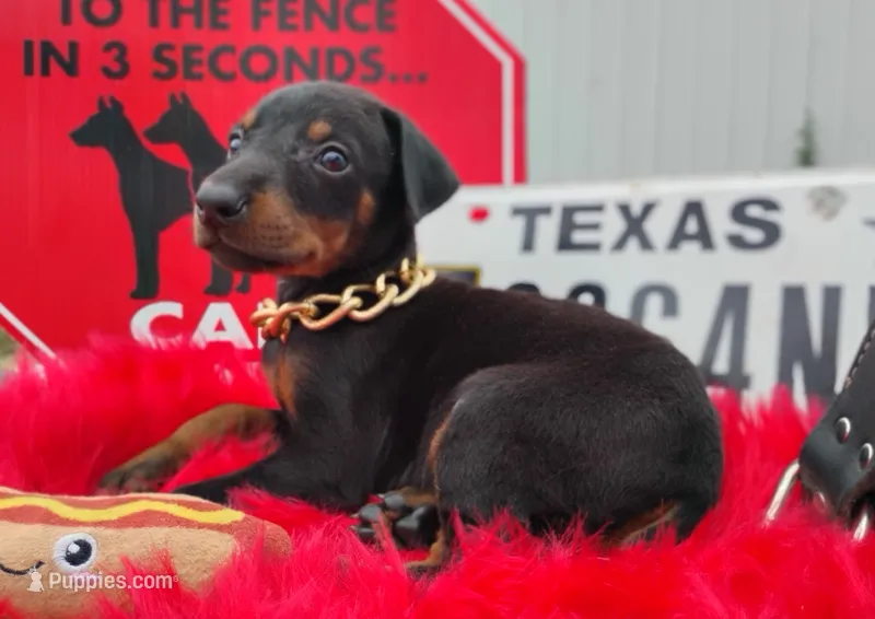AKC Champion Bloodline - Miracle – Doberman Pinscher puppy for sale in Beaumont, TX
