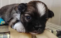 Havashu pup- Little twinkle, a male Havanese and Shih Tzu for sale in Houston, TX – 9 of 10