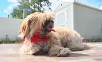 Mikey , a male Shih Tzu for sale in Beaumont, TX – 9 of 10