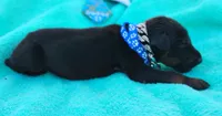 Versace , a male Doberman Pinscher for sale in Beaumont, TX – 5 of 8