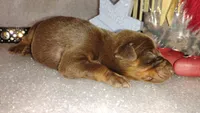 AKC Champion Bloodline - Lady Love , a female Doberman Pinscher for sale in Beaumont, TX – 3 of 8