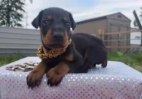 Blackjack , a male Doberman Pinscher for sale in Beaumont, TX – 5 of 5