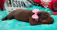 Sofia , a female Doberman Pinscher for sale in Beaumont, TX – 4 of 8