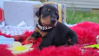 AKC Champion Bloodline -Dustin, a male Doberman Pinscher for sale in Beaumont, TX – 3 of 10