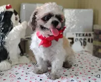 Puppy Zimba, a male Shih Tzu for sale in Houston, TX – 3 of 6
