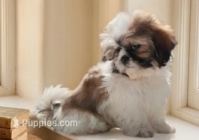 AKC Jax – Shih Tzu puppy for sale in Houston, TX
