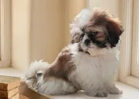 AKC Jax, a male Shih Tzu for sale in Houston, TX – 5 of 6