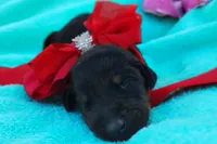 Dora , a female Doberman Pinscher for sale in Beaumont, TX – 4 of 6