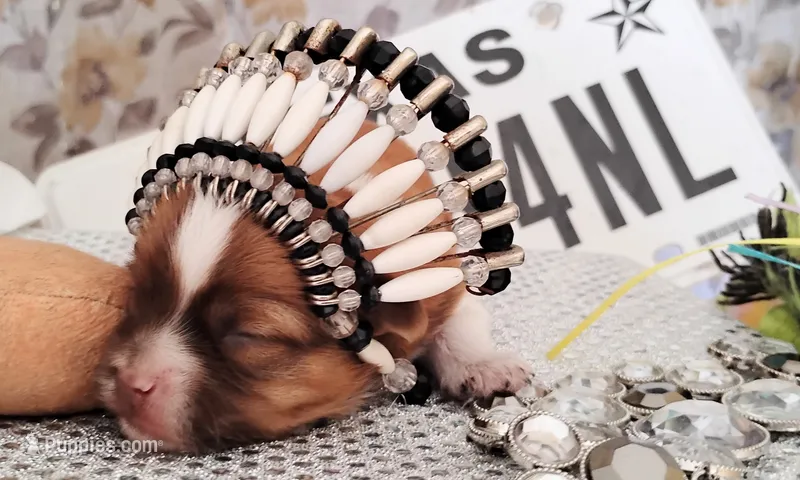 Havashu - Sweet Murdock – Havanese, Shih Tzu puppy for sale in Houston, TX