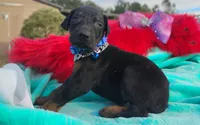 Dustin, a male Doberman Pinscher for sale in Beaumont, TX – 3 of 7