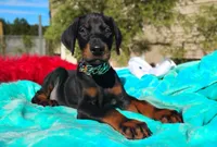 Miracle, a male Doberman Pinscher for sale in Beaumont, TX – 8 of 10