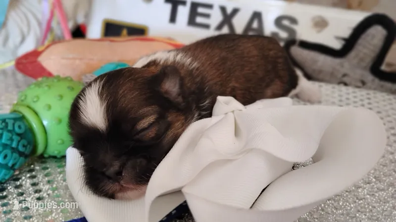 Havashu pup - Lill Mikey – Havanese, Shih Tzu puppy for sale in Houston, TX
