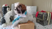 Puppy Oreo, a male Shih Tzu for sale in Houston, TX – 9 of 10