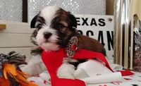 Havashu pup - Lill Mikey, a male Havanese and Shih Tzu for sale in Houston, TX – 4 of 9