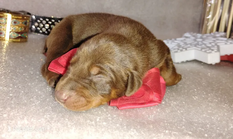 AKC Champion Bloodline - Lady Love  – Doberman Pinscher puppy for sale in Beaumont, TX