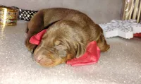 AKC Champion Bloodline - Lady Love , a female Doberman Pinscher for sale in Beaumont, TX – 1 of 8