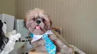 Puppy - Papa Bear 💝, a male Shih Tzu for sale in Houston, TX – 6 of 10