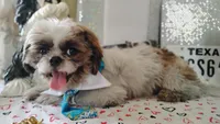 Puppy Oreo, a male Shih Tzu for sale in Houston, TX – 8 of 10