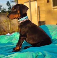  Alexander, a male Doberman Pinscher for sale in Beaumont, TX – 2 of 4