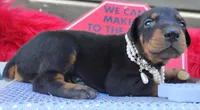 AKC Champion Bloodline -Eagles Paws puppy Ladylove , a female Doberman Pinscher for sale in Beaumont, TX – 4 of 7