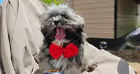 Akc full rights -Silver Belle, a female Shih Tzu for sale in Houston, TX – 3 of 10