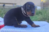 AKC Champion Bloodline - Miracle, a male Doberman Pinscher for sale in Beaumont, TX – 5 of 10