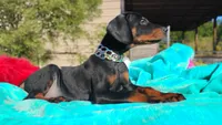 Miracle, a male Doberman Pinscher for sale in Beaumont, TX – 4 of 10