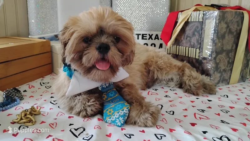 Full AKC -Male Shih Tzu – Shih Tzu puppy for sale in Houston, TX